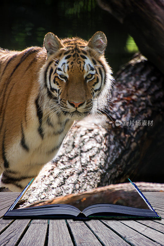 孟加拉虎panthera tigris底格里斯虎在囚禁概念书